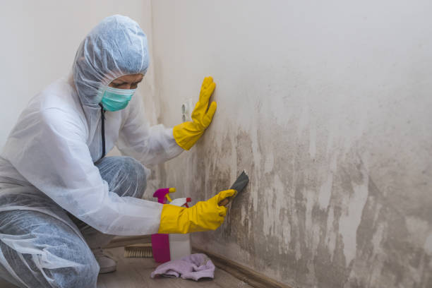 Reliable St Leo, FL Mold Removal Solutions
