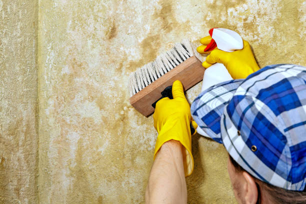 Best Mold Remediation for Healthcare Facilities  in St Leo, FL