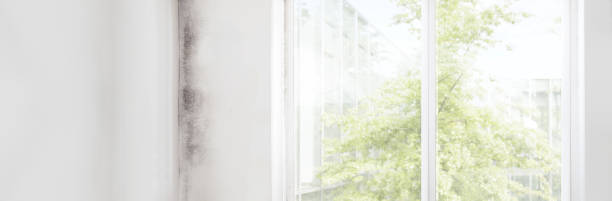 Best Mold Odor Removal Services  in St Leo, FL
