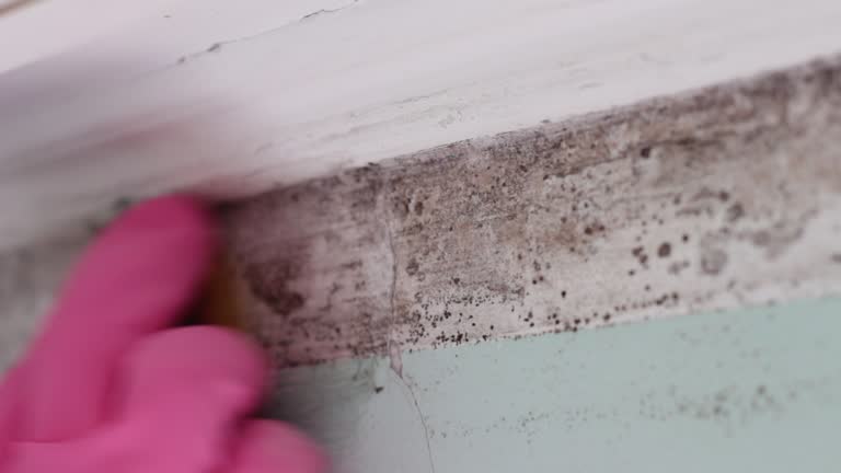 Best Emergency Mold Remediation  in St Leo, FL